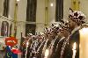 images/archief/2015/Carnavals_Mis/_thb_A70Q0665_1.jpg
